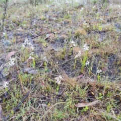 Wurmbea dioica subsp. dioica (Early Nancy) at Wanniassa Hill - 6 Oct 2022 by Mike