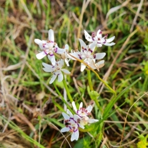 Wurmbea dioica subsp. dioica at Jerrabomberra, ACT - 6 Oct 2022