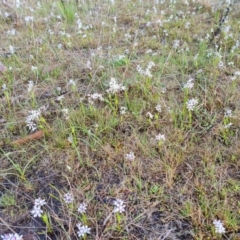 Wurmbea dioica subsp. dioica at Jerrabomberra, ACT - 6 Oct 2022