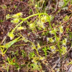 Drosera gunniana (Pale Sundew) at Jerrabomberra, ACT - 6 Oct 2022 by Mike