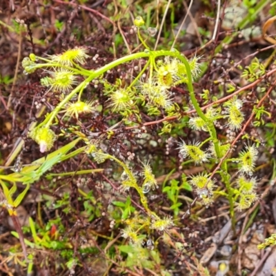 Drosera gunniana (Pale Sundew) at Wanniassa Hill - 6 Oct 2022 by Mike