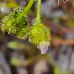 Drosera gunniana at Jerrabomberra, ACT - 6 Oct 2022