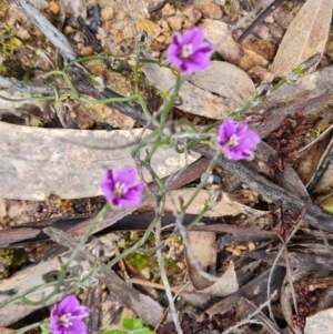 Thysanotus patersonii (Twining Fringe Lily) at Jerrabomberra, ACT by Mike