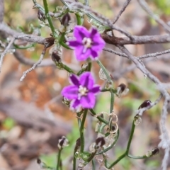 Thysanotus patersonii at Jerrabomberra, ACT - 6 Oct 2022 03:53 PM