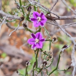 Thysanotus patersonii at Jerrabomberra, ACT - 6 Oct 2022 03:53 PM