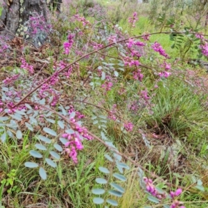 Indigofera australis subsp. australis at Isaacs, ACT - 6 Oct 2022 03:27 PM