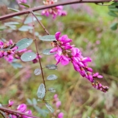 Indigofera australis subsp. australis at Isaacs, ACT - 6 Oct 2022 03:27 PM