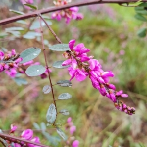 Indigofera australis subsp. australis at Isaacs, ACT - 6 Oct 2022