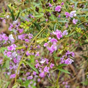 Glycine clandestina at Isaacs, ACT - 6 Oct 2022 03:26 PM