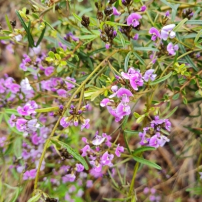 Glycine clandestina (Twining Glycine) at Isaacs, ACT - 6 Oct 2022 by Mike