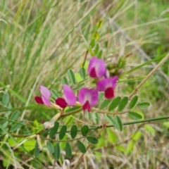 Vicia sativa subsp. nigra (Narrow-leaved Vetch) at Mount Mugga Mugga - 4 Oct 2022 by Mike