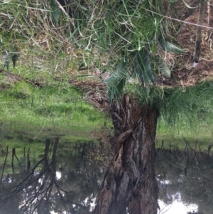 Agave americana at Yarralumla, ACT - 2 Oct 2021 02:53 PM