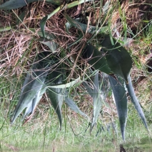 Agave americana at Yarralumla, ACT - 2 Oct 2021 02:53 PM