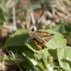 Ocybadistes walkeri (Green Grass-dart) at Chisholm, ACT - 3 Jan 2022 by RomanSoroka