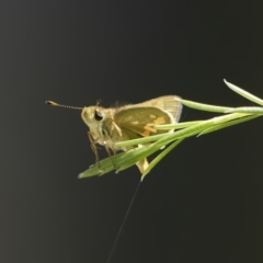 Ocybadistes walkeri at Chisholm, ACT - 3 Jan 2022