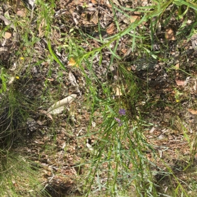 Thelymitra sp. (A Sun Orchid) at Stirling Park - 22 Oct 2021 by grakymhirth@tpg.com