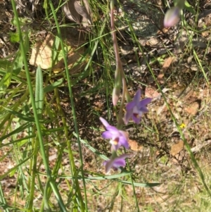 Thelymitra sp. at Yarralumla, ACT - 23 Oct 2021