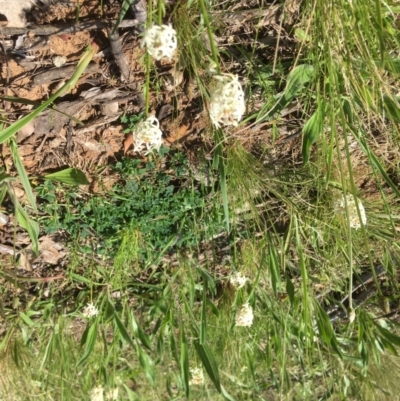 Stackhousia monogyna (Creamy Candles) at Yarralumla, ACT - 9 Oct 2021 by grakymhirth@tpg.com