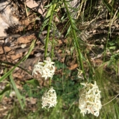 Stackhousia monogyna at Yarralumla, ACT - 9 Oct 2021