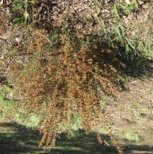 Daviesia genistifolia (Broom Bitter Pea) at Yarralumla, ACT by grakymhirth@tpg.com