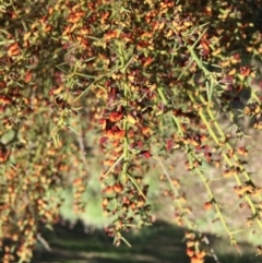 Daviesia genistifolia at Yarralumla, ACT - 12 Sep 2021