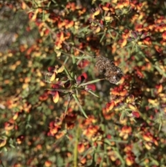 Daviesia genistifolia at Yarralumla, ACT - 12 Sep 2021 08:31 AM