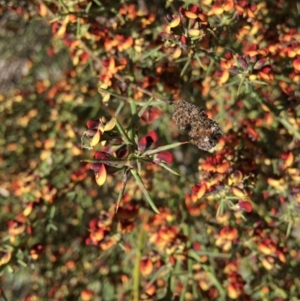 Daviesia genistifolia at Yarralumla, ACT - 12 Sep 2021