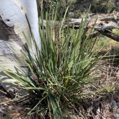 Lomandra longifolia (Spiny-headed Mat-rush, Honey Reed) at Numeralla, NSW - 25 Sep 2022 by SteveBorkowskis