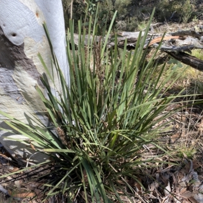 Lomandra longifolia (Spiny-headed Mat-rush, Honey Reed) at Kybeyan State Conservation Area - 25 Sep 2022 by Steve_Bok