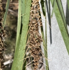 Lomandra longifolia at Numeralla, NSW - 25 Sep 2022