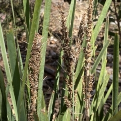 Lomandra longifolia at Numeralla, NSW - 25 Sep 2022