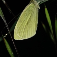 Pieris rapae (Cabbage White) at Hughes Grassy Woodland - 6 Oct 2022 by Ct1000