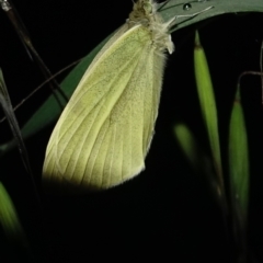 Pieris rapae at Deakin, ACT - 6 Oct 2022