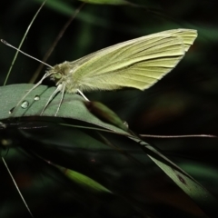 Pieris rapae at Deakin, ACT - 6 Oct 2022