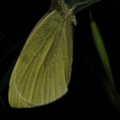 Pieris rapae at Deakin, ACT - 6 Oct 2022