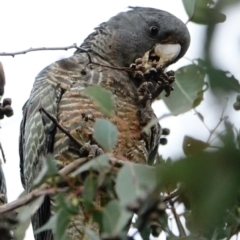 Callocephalon fimbriatum at Hughes, ACT - 3 Oct 2022