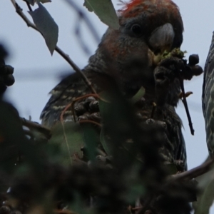 Callocephalon fimbriatum at Hughes, ACT - 3 Oct 2022