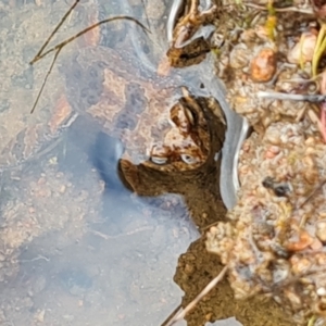 Crinia signifera (Common Eastern Froglet) at Jerrabomberra, ACT by Mike