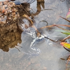 Crinia signifera at Jerrabomberra, ACT - 6 Oct 2022