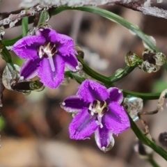 Thysanotus patersonii (Twining Fringe Lily) at Wanniassa Hill - 6 Oct 2022 by Mike