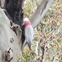 Eolophus roseicapilla (Galah) at Jerrabomberra, ACT - 6 Oct 2022 by Mike