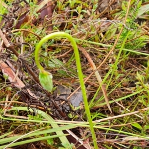 Microseris walteri at Jerrabomberra, ACT - 6 Oct 2022