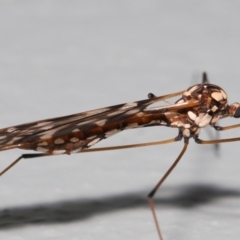 Ischnotoma (Ischnotoma) eburnea (A Crane Fly) at ANBG - 5 Oct 2022 by TimL