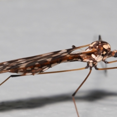 Ischnotoma (Ischnotoma) eburnea (A Crane Fly) at Acton, ACT - 5 Oct 2022 by TimL