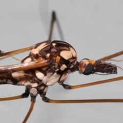 Ischnotoma (Ischnotoma) eburnea at Acton, ACT - 6 Oct 2022