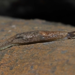 Cystopelta sp. (genus) (Unidentified Cystopelta Slug) at ANBG - 4 Oct 2022 by TimL