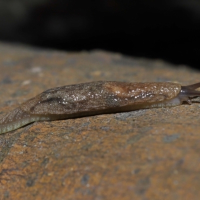 Cystopelta sp. (genus) (Unidentified Cystopelta Slug) at Acton, ACT - 5 Oct 2022 by TimL