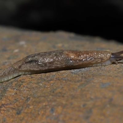 Cystopelta sp. (genus) (Unidentified Cystopelta Slug) at Acton, ACT - 4 Oct 2022 by TimL