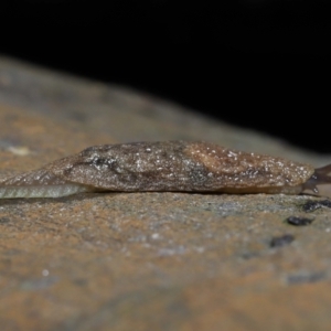 Cystopelta sp. (genus) at Acton, ACT - 5 Oct 2022