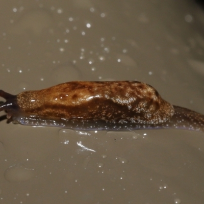 Cystopelta astra (Snowy Mountains Humpback Slug) at Acton, ACT - 5 Oct 2022 by TimL